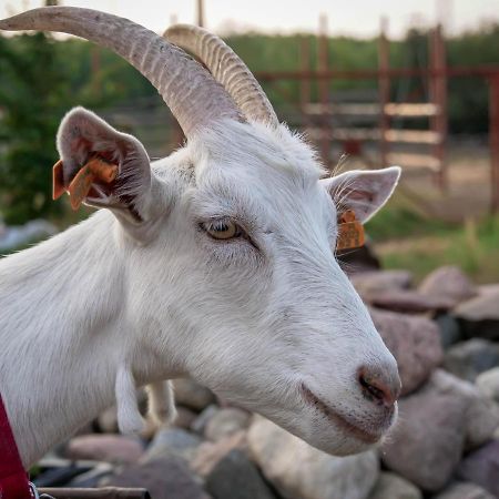Gospodarstwo Agroturystyczne Anielin Okonek Exterior foto